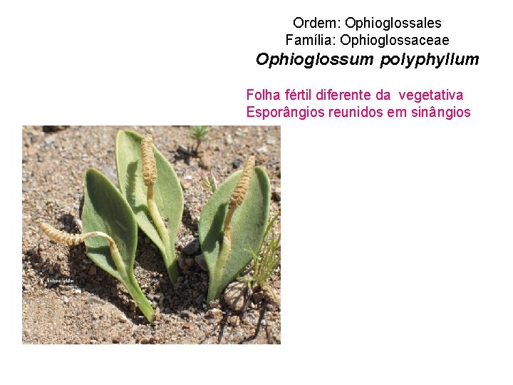 Ordem: Ophioglossales Família: Ophioglossaceae Ophioglossum polyphyllum Folha fértil diferente da vegetativa Esporângios reunidos em