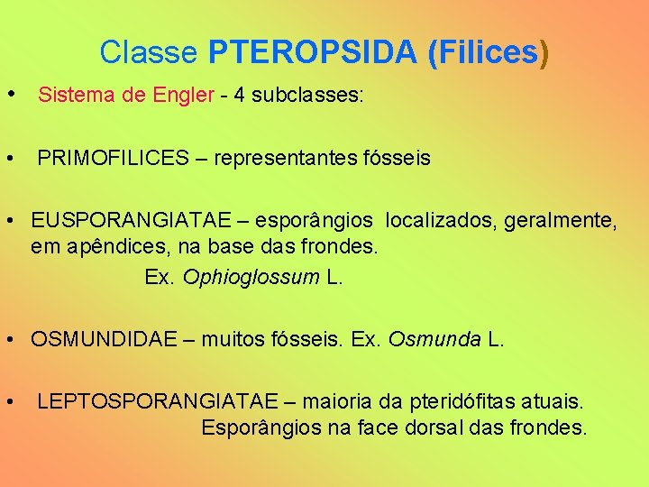 Classe PTEROPSIDA (Filices) • Sistema de Engler - 4 subclasses: • PRIMOFILICES – representantes