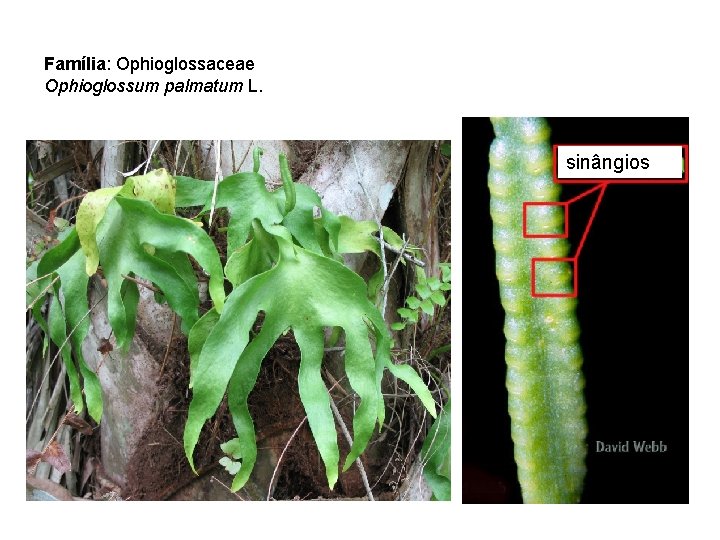 Família: Ophioglossaceae Ophioglossum palmatum L. sinângios 