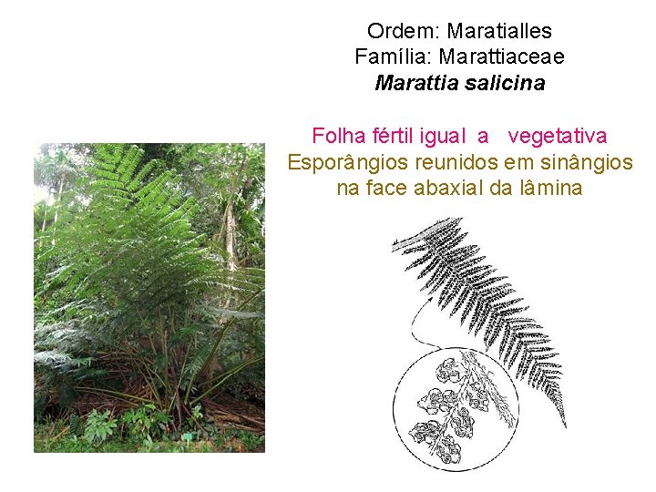 Ordem: Maratialles Família: Marattiaceae Marattia salicina Folha fértil igual a vegetativa Esporângios reunidos em