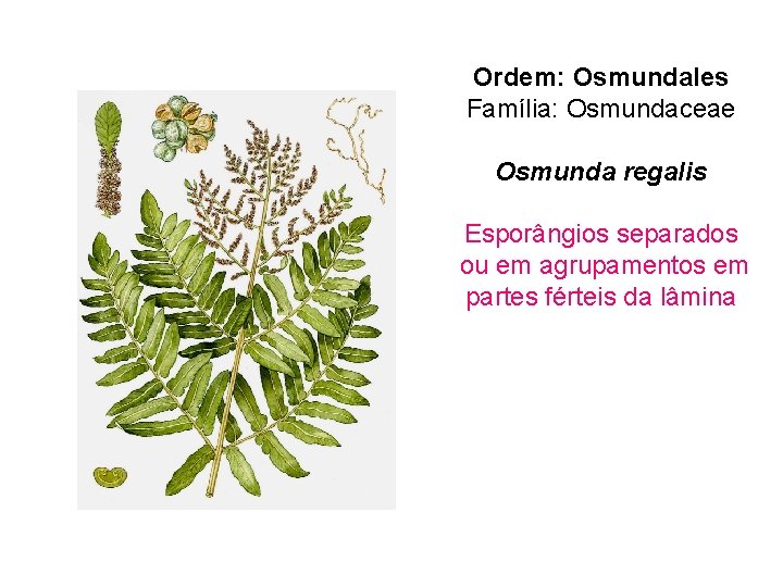 Ordem: Osmundales Família: Osmundaceae Osmunda regalis Esporângios separados ou em agrupamentos em partes férteis