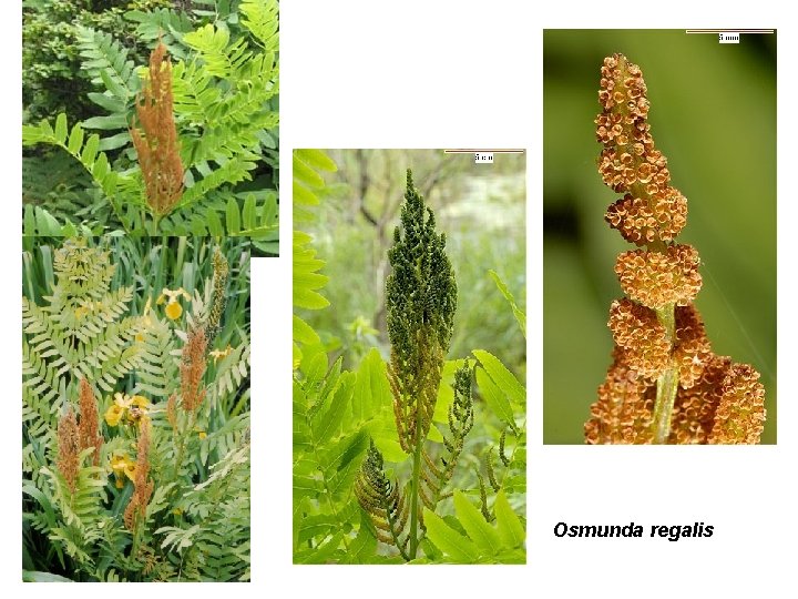 Osmunda regalis 