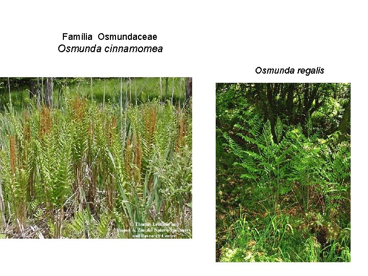 Família Osmundaceae Osmunda cinnamomea Osmunda regalis 