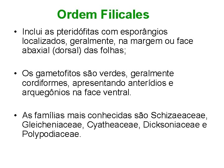 Ordem Filicales • Inclui as pteridófitas com esporângios localizados, geralmente, na margem ou face