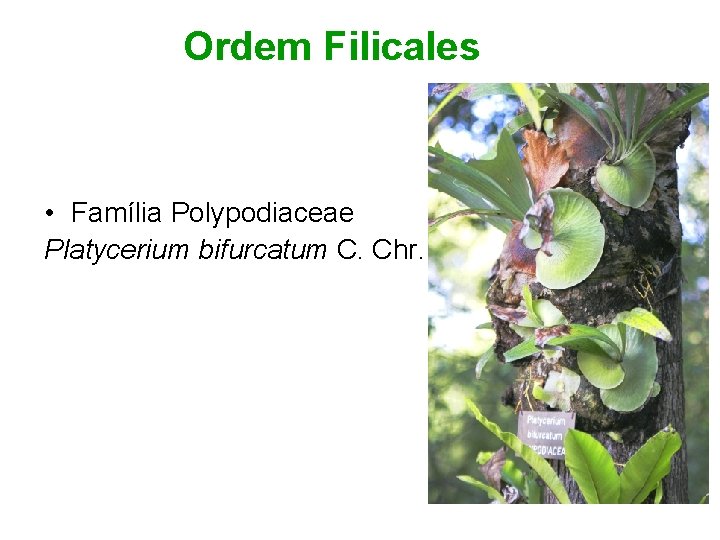 Ordem Filicales • Família Polypodiaceae Platycerium bifurcatum C. Chr. 