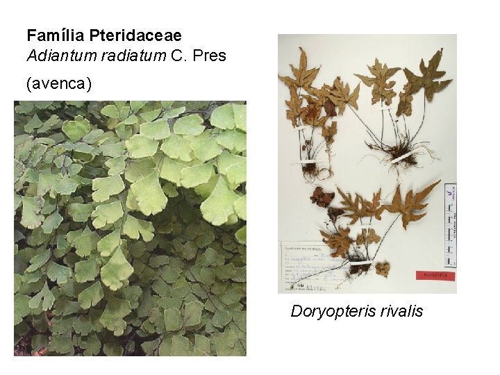 Família Pteridaceae Adiantum radiatum C. Pres (avenca) Doryopteris rivalis 