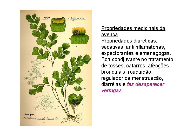 Propriedades medicinais da avenca Propriedades diuréticas, sedativas, antiinflamatórias, expectorantes e emenagogas. Boa coadjuvante no