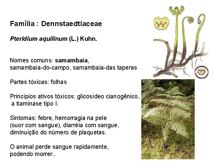 Família : Dennstaedtiaceae Pteridium aquilinum (L. ) Kuhn. Nomes comuns: samambaia, samambaia-do-campo, samambaia-das taperas