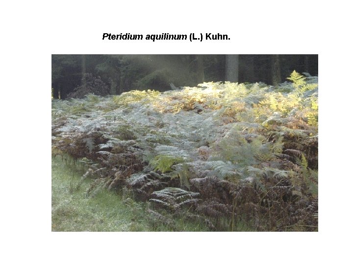 Pteridium aquilinum (L. ) Kuhn. 