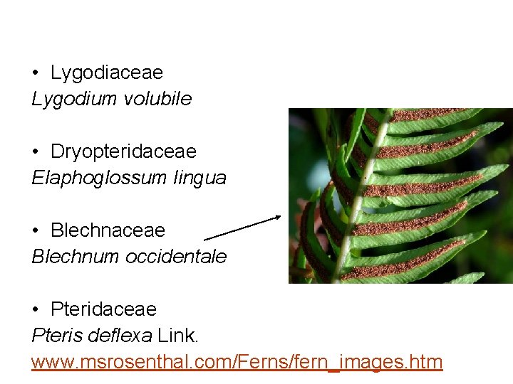  • Lygodiaceae Lygodium volubile • Dryopteridaceae Elaphoglossum lingua • Blechnaceae Blechnum occidentale •