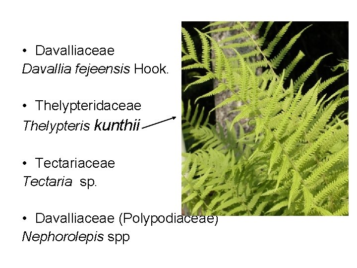  • Davalliaceae Davallia fejeensis Hook. • Thelypteridaceae Thelypteris kunthii • Tectariaceae Tectaria sp.