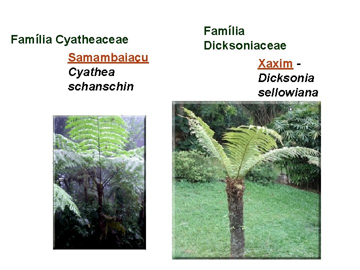 Família Cyatheaceae Samambaiaçu Cyathea schanschin Família Dicksoniaceae Xaxim - Dicksonia sellowiana 