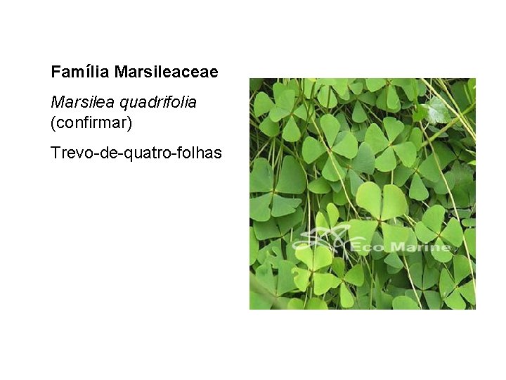 Família Marsileaceae Marsilea quadrifolia (confirmar) Trevo-de-quatro-folhas 