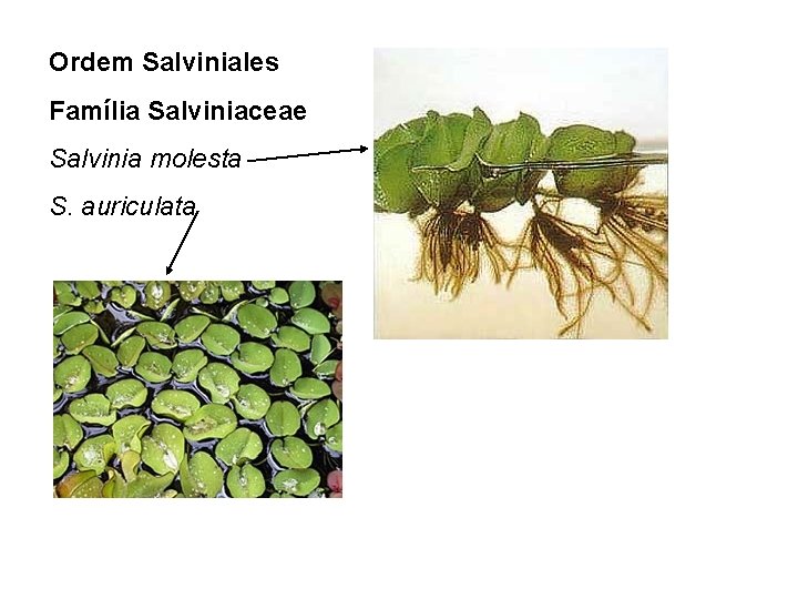 Ordem Salviniales Família Salviniaceae Salvinia molesta S. auriculata 