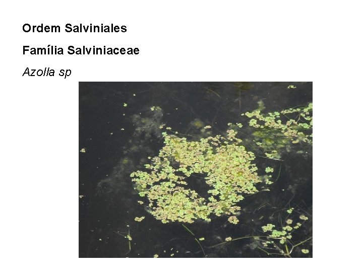 Ordem Salviniales Família Salviniaceae Azolla sp 