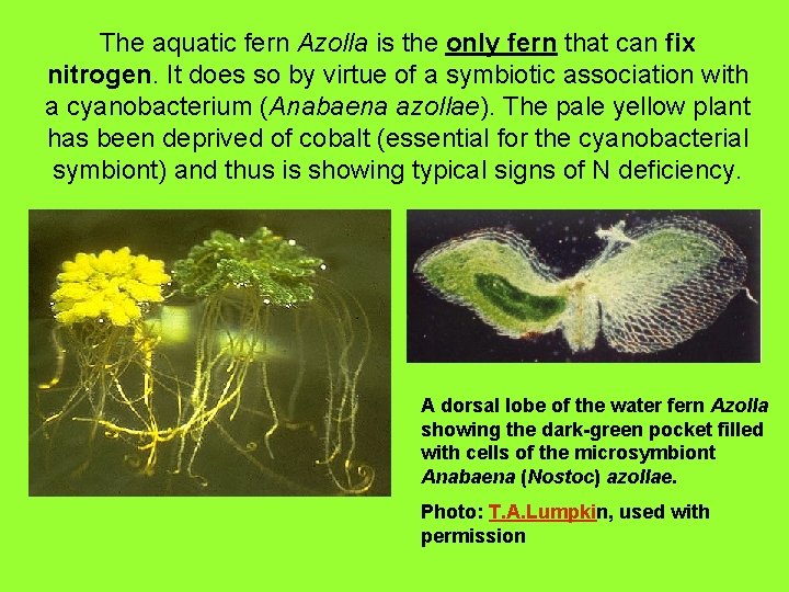 The aquatic fern Azolla is the only fern that can fix nitrogen. It does