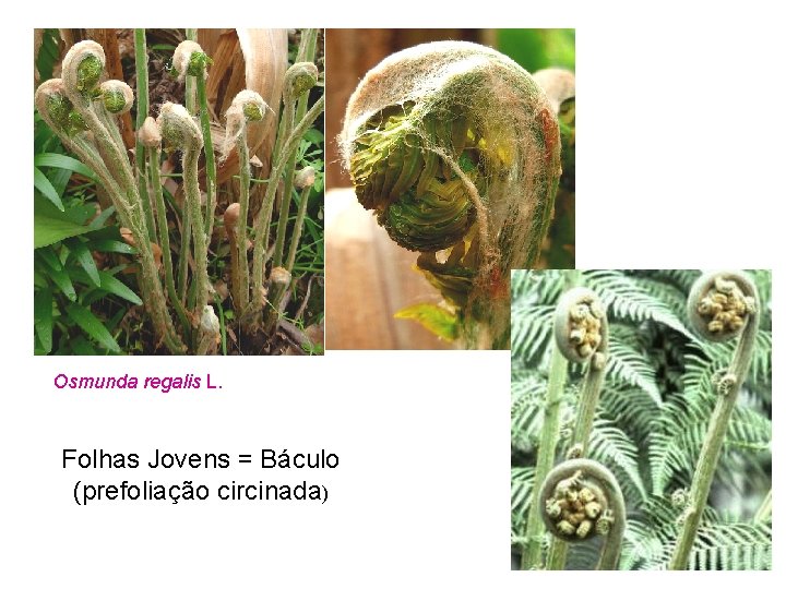 Osmunda regalis L. Folhas Jovens = Báculo (prefoliação circinada) 