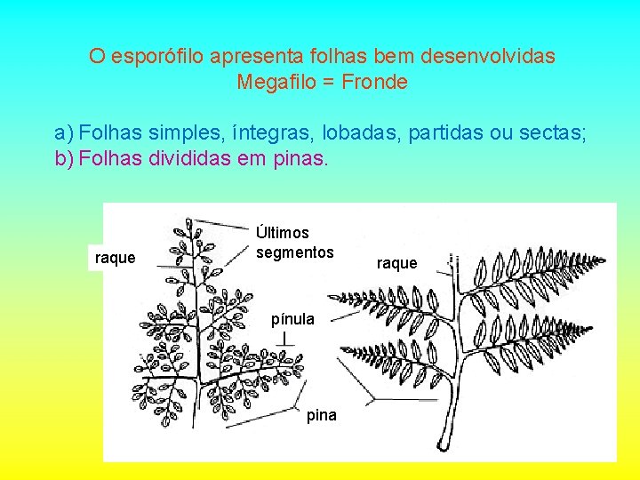 O esporófilo apresenta folhas bem desenvolvidas Megafilo = Fronde a) Folhas simples, íntegras, lobadas,