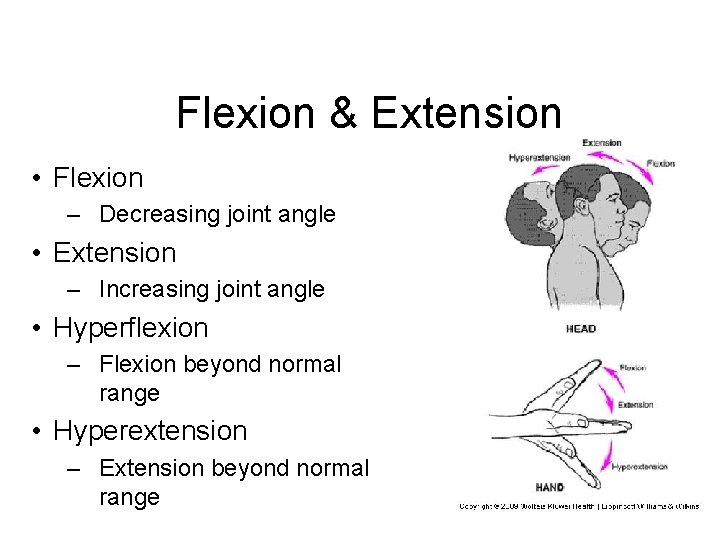 Flexion & Extension • Flexion – Decreasing joint angle • Extension – Increasing joint