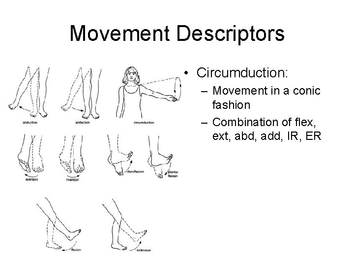 Movement Descriptors • Circumduction: – Movement in a conic fashion – Combination of flex,
