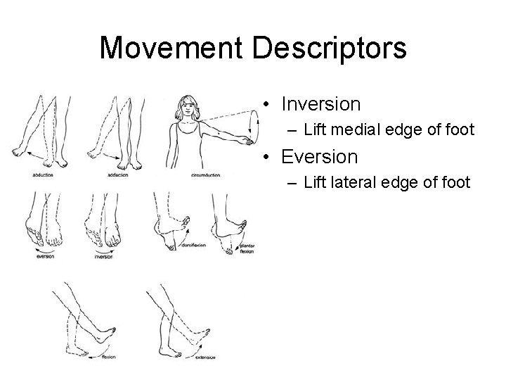 Movement Descriptors • Inversion – Lift medial edge of foot • Eversion – Lift