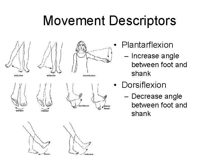 Movement Descriptors • Plantarflexion – Increase angle between foot and shank • Dorsiflexion –