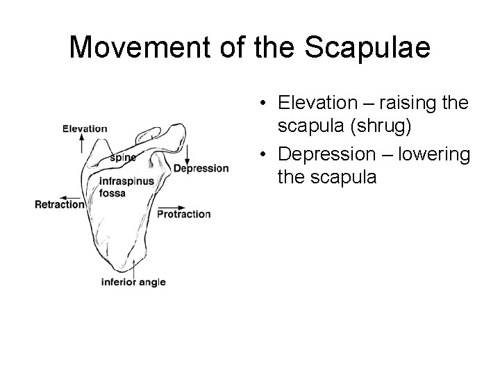 Movement of the Scapulae • Elevation – raising the scapula (shrug) • Depression –