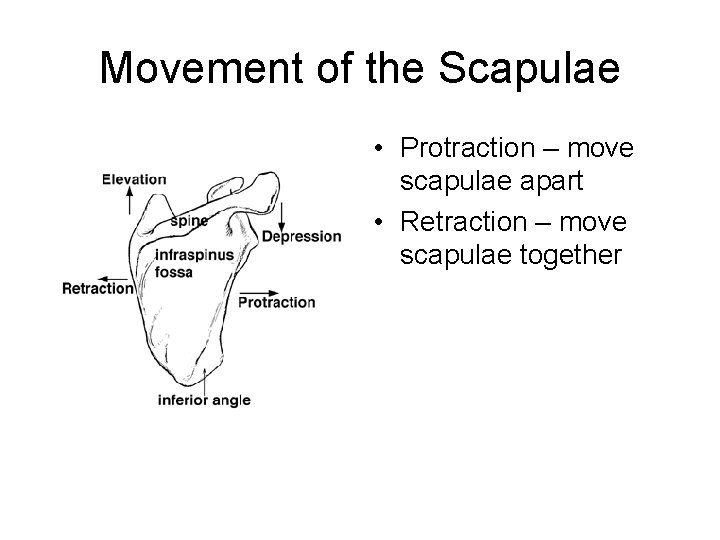 Movement of the Scapulae • Protraction – move scapulae apart • Retraction – move