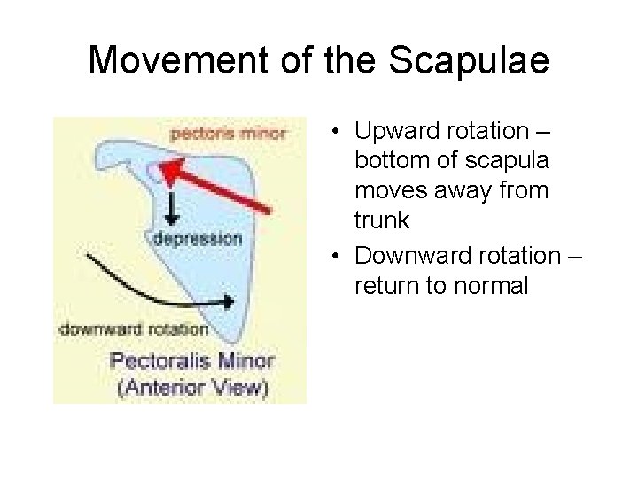 Movement of the Scapulae • Upward rotation – bottom of scapula moves away from