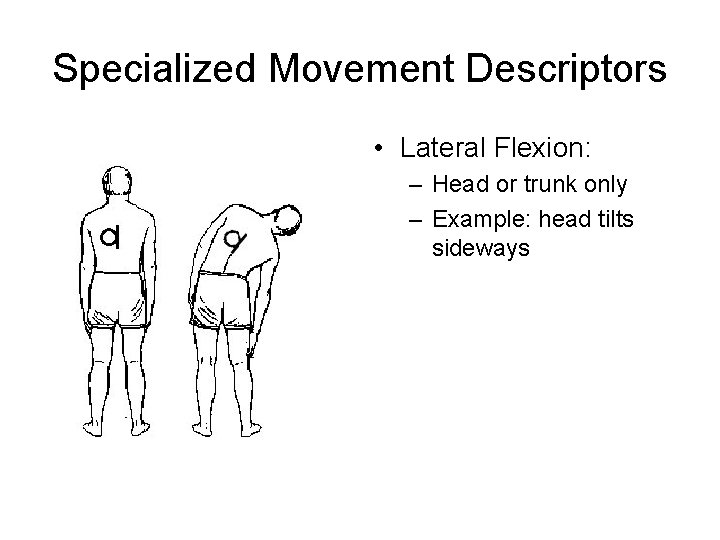 Specialized Movement Descriptors • Lateral Flexion: – Head or trunk only – Example: head