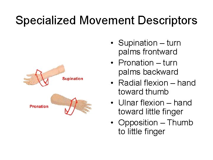 Specialized Movement Descriptors • Supination – turn palms frontward • Pronation – turn palms