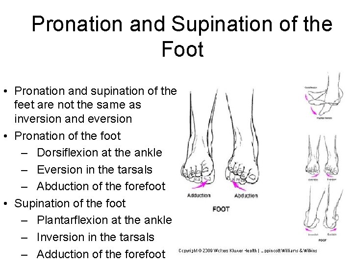 Pronation and Supination of the Foot • Pronation and supination of the feet are