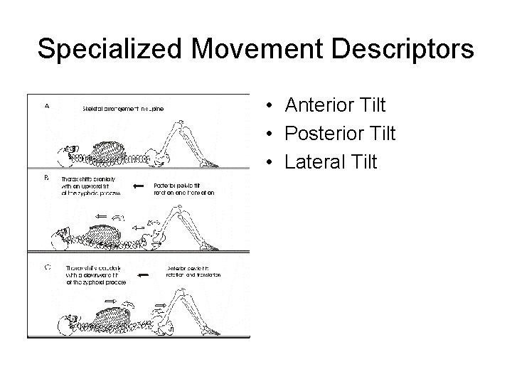 Specialized Movement Descriptors • Anterior Tilt • Posterior Tilt • Lateral Tilt 