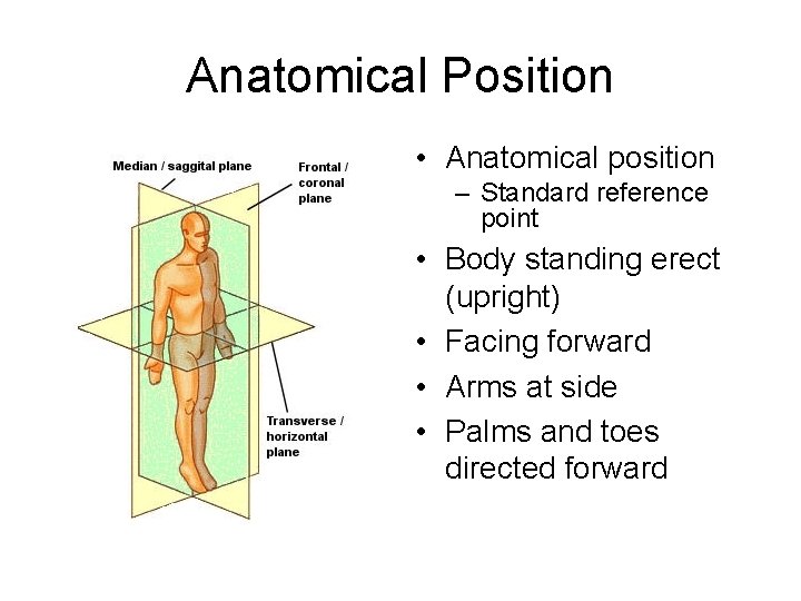 Anatomical Position • Anatomical position – Standard reference point • Body standing erect (upright)