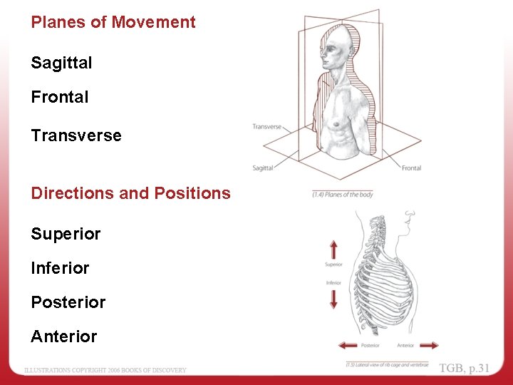 Planes of Movement Sagittal Frontal Transverse Directions and Positions Superior Inferior Posterior Anterior 