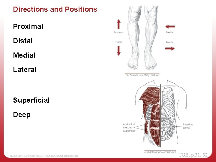 Directions and Positions Proximal Distal Medial Lateral Superficial Deep 