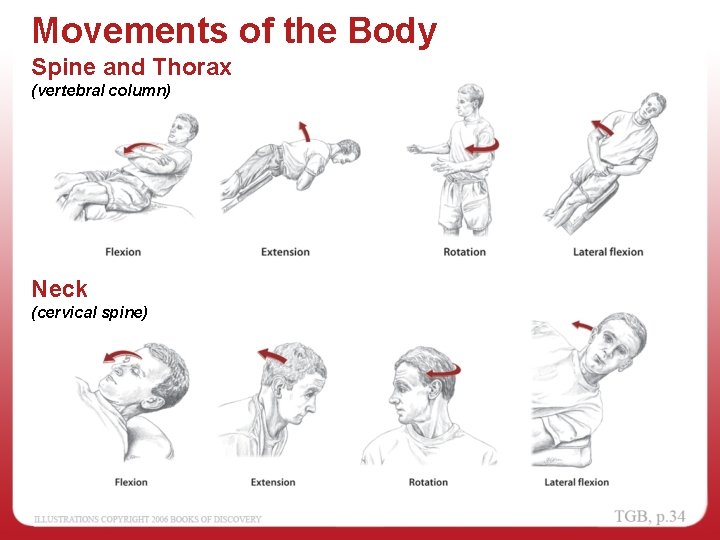 Movements of the Body Spine and Thorax (vertebral column) Neck (cervical spine) 