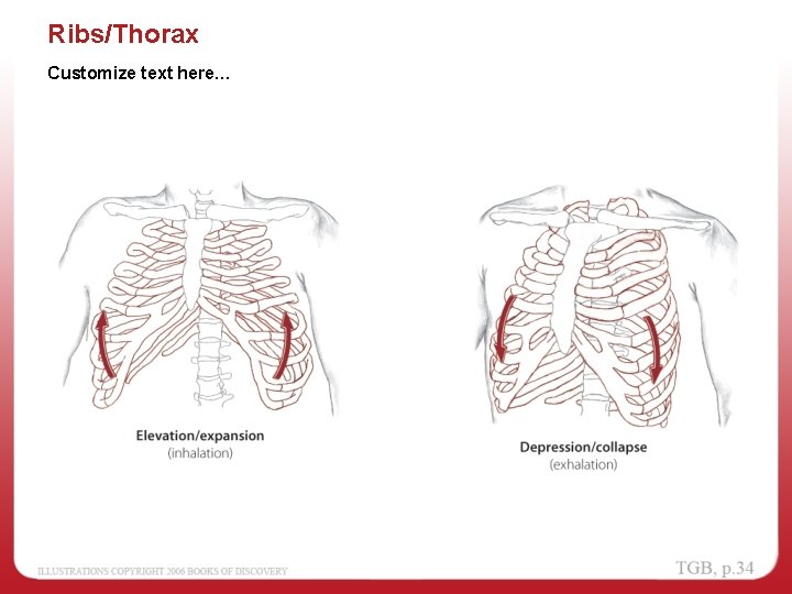 Ribs/Thorax Customize text here… 