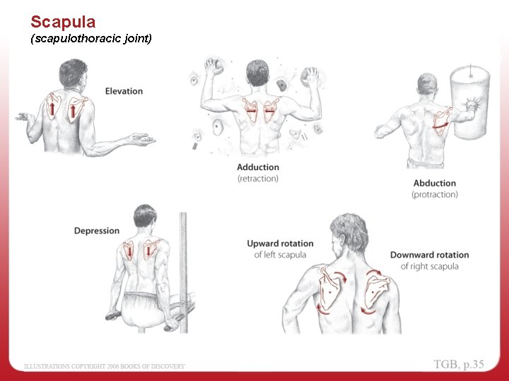 Scapula (scapulothoracic joint) 