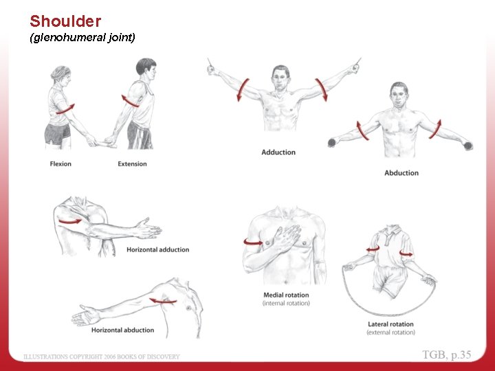 Shoulder (glenohumeral joint) 