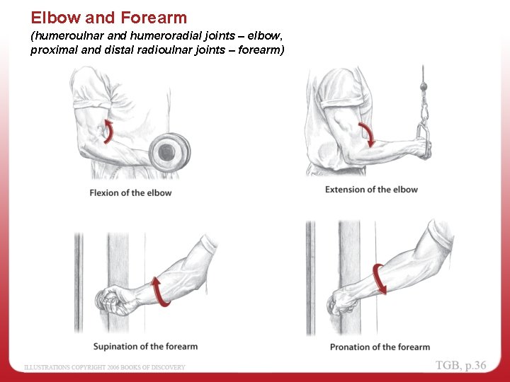 Elbow and Forearm (humeroulnar and humeroradial joints – elbow, proximal and distal radioulnar joints