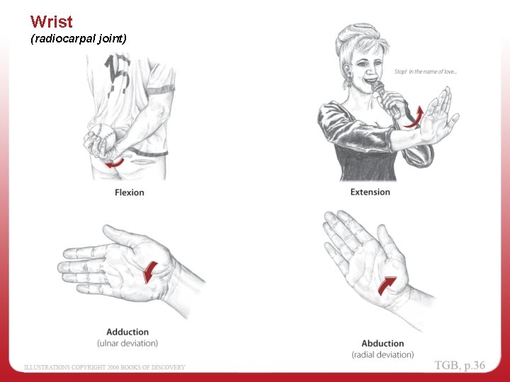 Wrist (radiocarpal joint) 