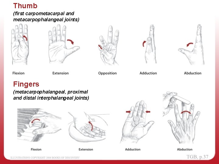 Thumb (first carpometacarpal and metacarpophalangeal joints) Fingers (metacarpophalangeal, proximal and distal interphalangeal joints) 