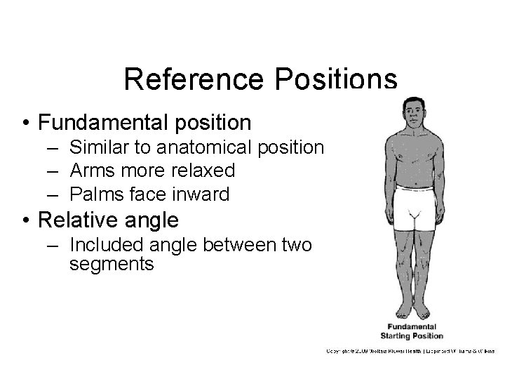 Reference Positions • Fundamental position – Similar to anatomical position – Arms more relaxed