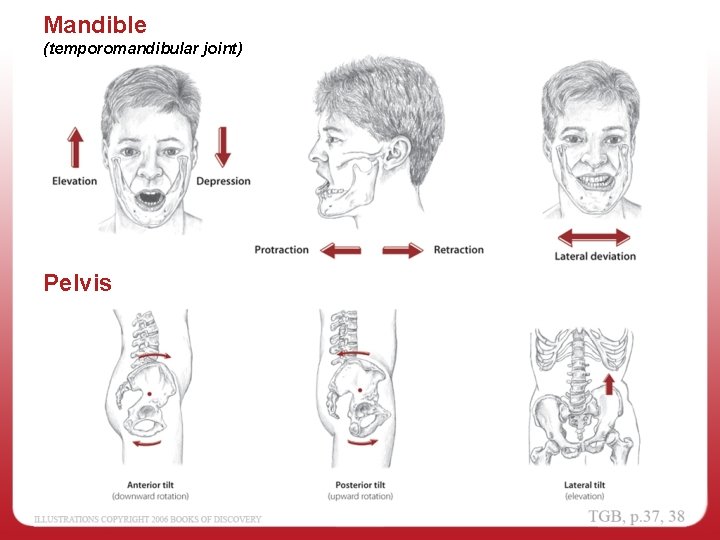 Mandible (temporomandibular joint) Pelvis 