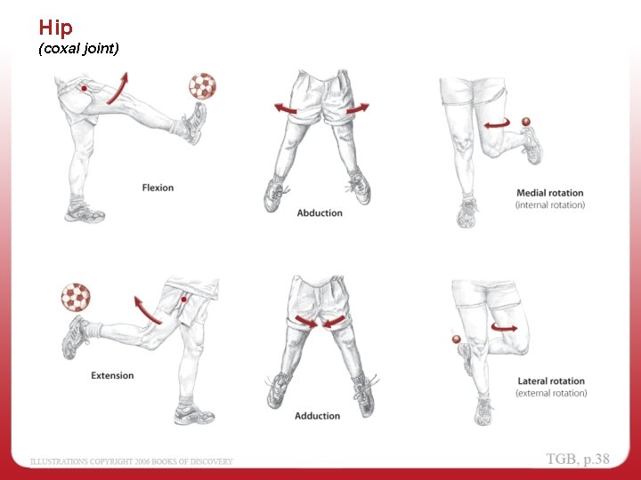 Hip (coxal joint) 