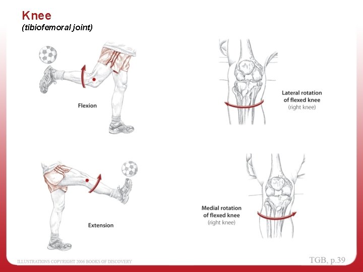 Knee (tibiofemoral joint) 