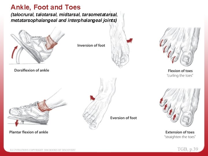 Ankle, Foot and Toes (talocrural, talotarsal, midtarsal, tarsometatarsal, metatarsophalangeal and interphalangeal joints) 