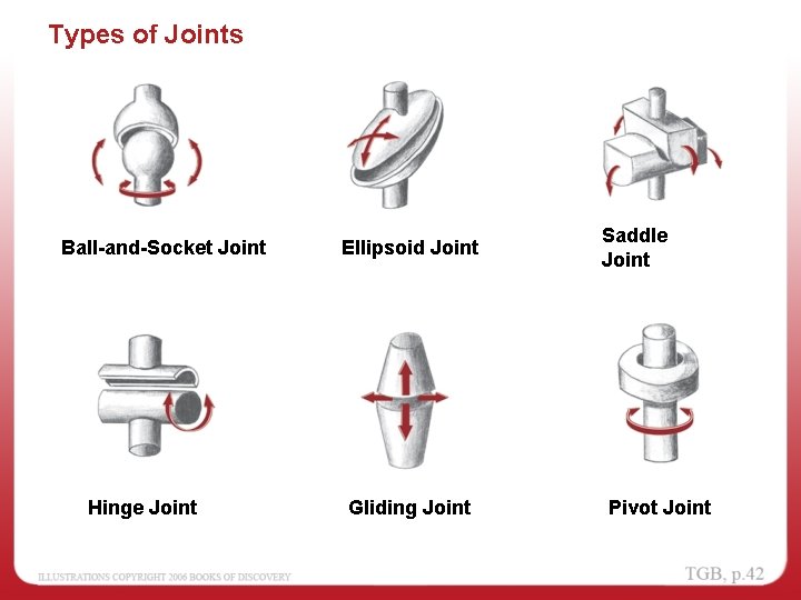 Types of Joints Ball-and-Socket Joint Hinge Joint Ellipsoid Joint Gliding Joint Saddle Joint Pivot