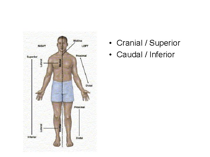  • Cranial / Superior • Caudal / Inferior 